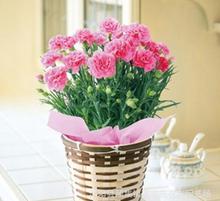 紅玫瑰與康乃馨 禮品花卉的經典之選與銷售指南