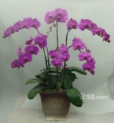 青島禮花傳情，品質(zhì)服務(wù)隨心——58網(wǎng)鄰?fù)▽I(yè)禮品花卉銷售解決方案